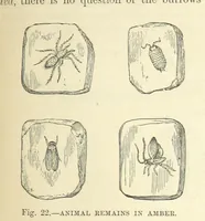 Picture 187 of 418 from Our Earth and its Story: a popular treatise on physical geography. Edited by R. Brown. With ... coloured plates and maps, etc (1893), leaf 453