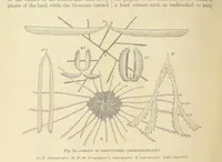 Picture 188 of 418 from Our Earth and its Story: a popular treatise on physical geography. Edited by R. Brown. With ... coloured plates and maps, etc (1893), leaf 454