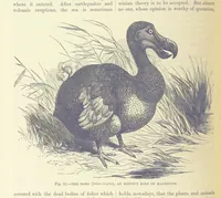An illustration from Our Earth and its Story: a popular treatise on physical geography. Edited by R. Brown. With ... coloured plates and maps, etc (1893)