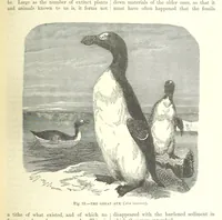 An illustration from Our Earth and its Story: a popular treatise on physical geography. Edited by R. Brown. With ... coloured plates and maps, etc (1893)