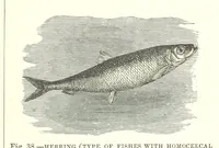An illustration from Our Earth and its Story: a popular treatise on physical geography. Edited by R. Brown. With ... coloured plates and maps, etc (1893)