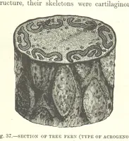 Picture 203 of 418 from Our Earth and its Story: a popular treatise on physical geography. Edited by R. Brown. With ... coloured plates and maps, etc (1893), leaf 473