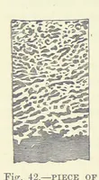 Picture 207 of 418 from Our Earth and its Story: a popular treatise on physical geography. Edited by R. Brown. With ... coloured plates and maps, etc (1893), leaf 484