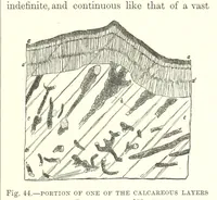 Picture 208 of 418 from Our Earth and its Story: a popular treatise on physical geography. Edited by R. Brown. With ... coloured plates and maps, etc (1893), leaf 485
