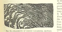 Picture 209 of 418 from Our Earth and its Story: a popular treatise on physical geography. Edited by R. Brown. With ... coloured plates and maps, etc (1893), leaf 485