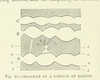 Picture 211 of 418 from Our Earth and its Story: a popular treatise on physical geography. Edited by R. Brown. With ... coloured plates and maps, etc (1893), leaf 486