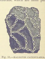 Picture 219 of 418 from Our Earth and its Story: a popular treatise on physical geography. Edited by R. Brown. With ... coloured plates and maps, etc (1893), leaf 498