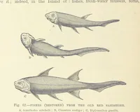 An illustration from Our Earth and its Story: a popular treatise on physical geography. Edited by R. Brown. With ... coloured plates and maps, etc (1893)