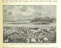 An illustration from Our Earth and its Story: a popular treatise on physical geography. Edited by R. Brown. With ... coloured plates and maps, etc (1893)