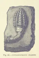 Picture 228 of 418 from Our Earth and its Story: a popular treatise on physical geography. Edited by R. Brown. With ... coloured plates and maps, etc (1893), leaf 512