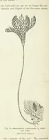 Picture 235 of 418 from Our Earth and its Story: a popular treatise on physical geography. Edited by R. Brown. With ... coloured plates and maps, etc (1893), leaf 522