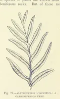 Picture 242 of 418 from Our Earth and its Story: a popular treatise on physical geography. Edited by R. Brown. With ... coloured plates and maps, etc (1893), leaf 530