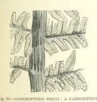 Picture 243 of 418 from Our Earth and its Story: a popular treatise on physical geography. Edited by R. Brown. With ... coloured plates and maps, etc (1893), leaf 531