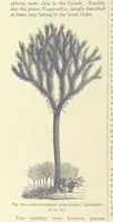 An illustration from Our Earth and its Story: a popular treatise on physical geography. Edited by R. Brown. With ... coloured plates and maps, etc (1893)