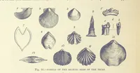 Picture 256 of 418 from Our Earth and its Story: a popular treatise on physical geography. Edited by R. Brown. With ... coloured plates and maps, etc (1893), leaf 560