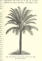 Picture 258 of 418 from Our Earth and its Story: a popular treatise on physical geography. Edited by R. Brown. With ... coloured plates and maps, etc (1893), leaf 563