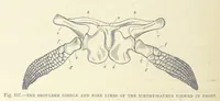 Picture 265 of 418 from Our Earth and its Story: a popular treatise on physical geography. Edited by R. Brown. With ... coloured plates and maps, etc (1893), leaf 576