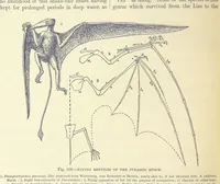 Picture 267 of 418 from Our Earth and its Story: a popular treatise on physical geography. Edited by R. Brown. With ... coloured plates and maps, etc (1893), leaf 578