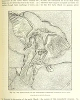 An illustration from Our Earth and its Story: a popular treatise on physical geography. Edited by R. Brown. With ... coloured plates and maps, etc (1893)
