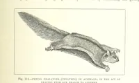 Picture 272 of 418 from Our Earth and its Story: a popular treatise on physical geography. Edited by R. Brown. With ... coloured plates and maps, etc (1893), leaf 585