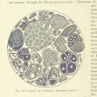 Picture 287 of 418 from Our Earth and its Story: a popular treatise on physical geography. Edited by R. Brown. With ... coloured plates and maps, etc (1893), leaf 612