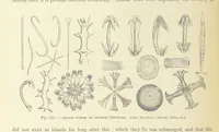 Picture 290 of 418 from Our Earth and its Story: a popular treatise on physical geography. Edited by R. Brown. With ... coloured plates and maps, etc (1893), leaf 616