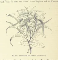 Picture 299 of 418 from Our Earth and its Story: a popular treatise on physical geography. Edited by R. Brown. With ... coloured plates and maps, etc (1893), leaf 638