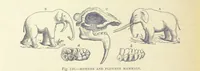 An illustration from Our Earth and its Story: a popular treatise on physical geography. Edited by R. Brown. With ... coloured plates and maps, etc (1893)