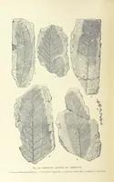 An illustration from Our Earth and its Story: a popular treatise on physical geography. Edited by R. Brown. With ... coloured plates and maps, etc (1893)