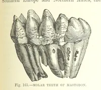 Picture 324 of 418 from Our Earth and its Story: a popular treatise on physical geography. Edited by R. Brown. With ... coloured plates and maps, etc (1893), leaf 677