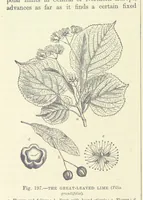 Picture 348 of 418 from Our Earth and its Story: a popular treatise on physical geography. Edited by R. Brown. With ... coloured plates and maps, etc (1893), leaf 716