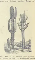 Picture 352 of 418 from Our Earth and its Story: a popular treatise on physical geography. Edited by R. Brown. With ... coloured plates and maps, etc (1893), leaf 720