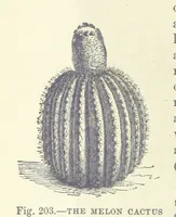 Picture 353 of 418 from Our Earth and its Story: a popular treatise on physical geography. Edited by R. Brown. With ... coloured plates and maps, etc (1893), leaf 720