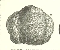 An illustration from Our Earth and its Story: a popular treatise on physical geography. Edited by R. Brown. With ... coloured plates and maps, etc (1893)