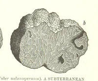 Picture 359 of 418 from Our Earth and its Story: a popular treatise on physical geography. Edited by R. Brown. With ... coloured plates and maps, etc (1893), leaf 725