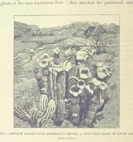Picture 368 of 418 from Our Earth and its Story: a popular treatise on physical geography. Edited by R. Brown. With ... coloured plates and maps, etc (1893), leaf 740