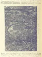 Picture 370 of 418 from Our Earth and its Story: a popular treatise on physical geography. Edited by R. Brown. With ... coloured plates and maps, etc (1893), leaf 744