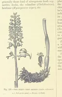 An illustration from Our Earth and its Story: a popular treatise on physical geography. Edited by R. Brown. With ... coloured plates and maps, etc (1893)