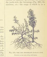 Picture 380 of 418 from Our Earth and its Story: a popular treatise on physical geography. Edited by R. Brown. With ... coloured plates and maps, etc (1893), leaf 764
