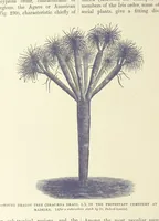 An illustration from Our Earth and its Story: a popular treatise on physical geography. Edited by R. Brown. With ... coloured plates and maps, etc (1893)