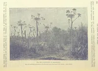 Picture 385 of 418 from Our Earth and its Story: a popular treatise on physical geography. Edited by R. Brown. With ... coloured plates and maps, etc (1893), leaf 770