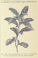 An illustration from Our Earth and its Story: a popular treatise on physical geography. Edited by R. Brown. With ... coloured plates and maps, etc (1893)