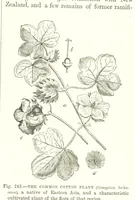 Picture 395 of 418 from Our Earth and its Story: a popular treatise on physical geography. Edited by R. Brown. With ... coloured plates and maps, etc (1893), leaf 789