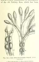 Picture 397 of 418 from Our Earth and its Story: a popular treatise on physical geography. Edited by R. Brown. With ... coloured plates and maps, etc (1893), leaf 791