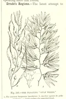 Picture 398 of 418 from Our Earth and its Story: a popular treatise on physical geography. Edited by R. Brown. With ... coloured plates and maps, etc (1893), leaf 791