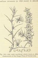 Picture 400 of 418 from Our Earth and its Story: a popular treatise on physical geography. Edited by R. Brown. With ... coloured plates and maps, etc (1893), leaf 794