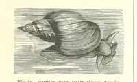 An illustration from Our Earth and its Story: a popular treatise on physical geography. Edited by R. Brown. With ... coloured plates and maps, etc (1893)