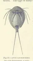 An illustration from Our Earth and its Story: a popular treatise on physical geography. Edited by R. Brown. With ... coloured plates and maps, etc (1893)