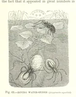 An illustration from Our Earth and its Story: a popular treatise on physical geography. Edited by R. Brown. With ... coloured plates and maps, etc (1893)
