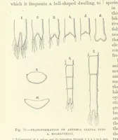 An illustration from Our Earth and its Story: a popular treatise on physical geography. Edited by R. Brown. With ... coloured plates and maps, etc (1893)